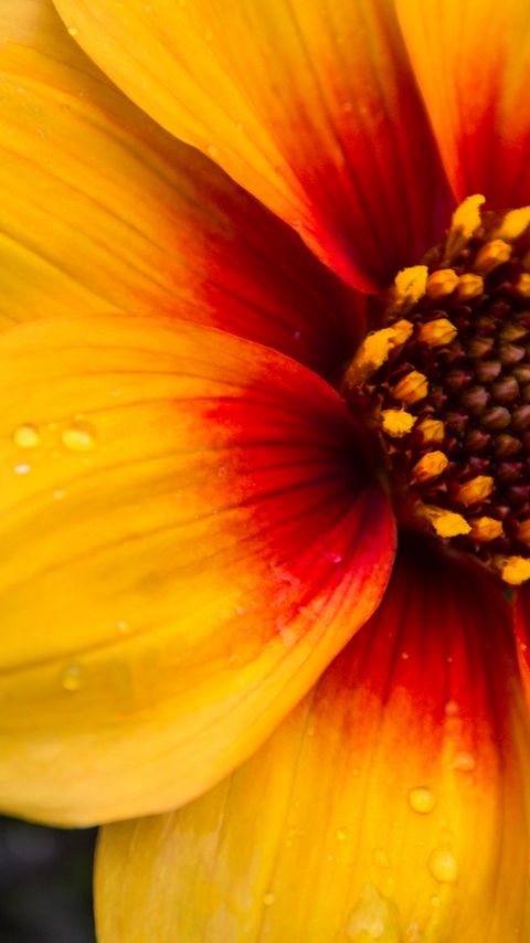 Download wallpaper 2160x3840 flower, petals, drops, wet, macro, yellow samsung galaxy s4, s5, note, sony xperia z, z1, z2, z3, htc one, lenovo vibe hd background