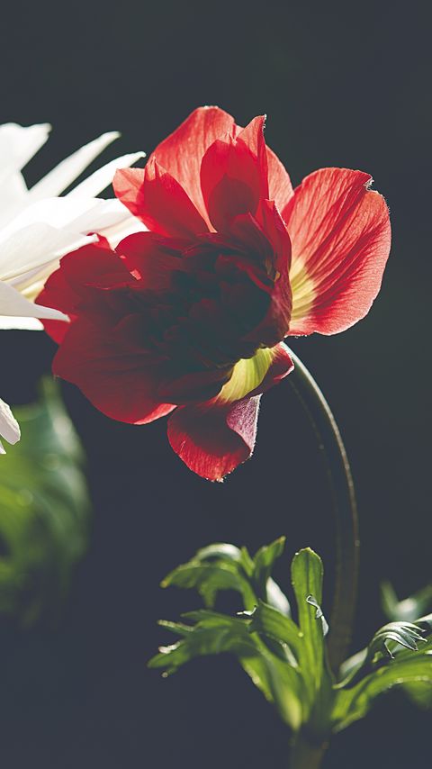 Download wallpaper 2160x3840 flower, petals, macro, red, dark samsung galaxy s4, s5, note, sony xperia z, z1, z2, z3, htc one, lenovo vibe hd background