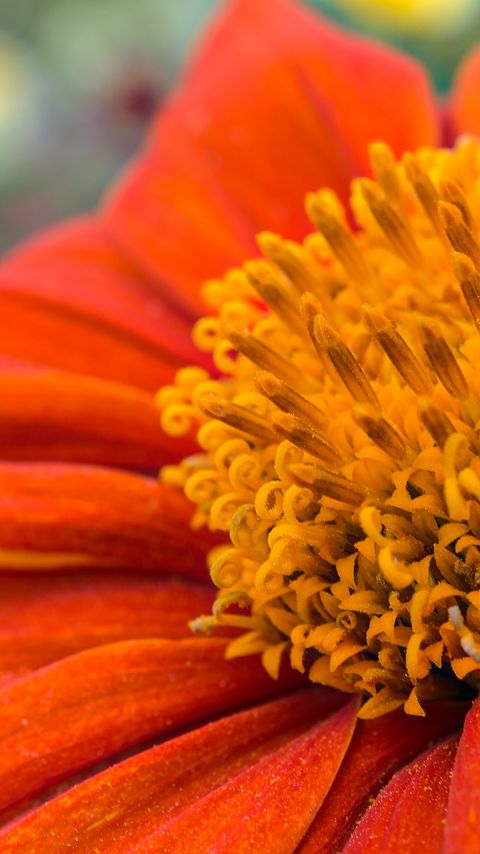 Download wallpaper 2160x3840 flower, petals, pollen, red, macro samsung galaxy s4, s5, note, sony xperia z, z1, z2, z3, htc one, lenovo vibe hd background