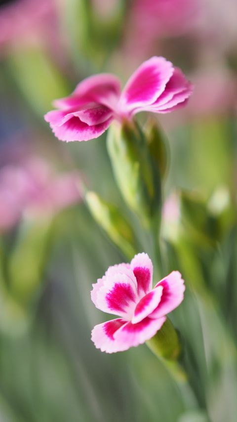 Download wallpaper 2160x3840 flowers, petals, blur, macro samsung galaxy s4, s5, note, sony xperia z, z1, z2, z3, htc one, lenovo vibe hd background