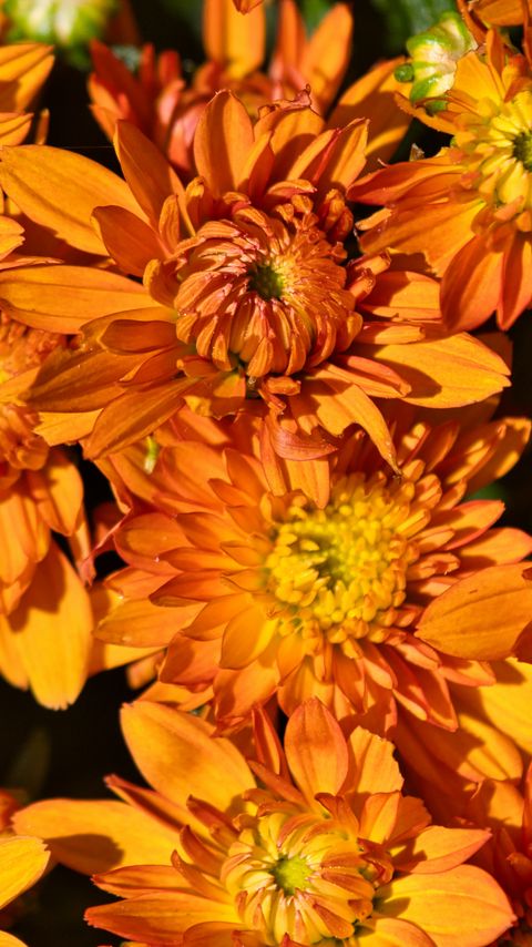 Download wallpaper 2160x3840 flowers, petals, orange, macro samsung galaxy s4, s5, note, sony xperia z, z1, z2, z3, htc one, lenovo vibe hd background