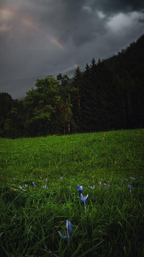 Download wallpaper 2160x3840 forest, trees, field, clouds, rainbow, landscape samsung galaxy s4, s5, note, sony xperia z, z1, z2, z3, htc one, lenovo vibe hd background