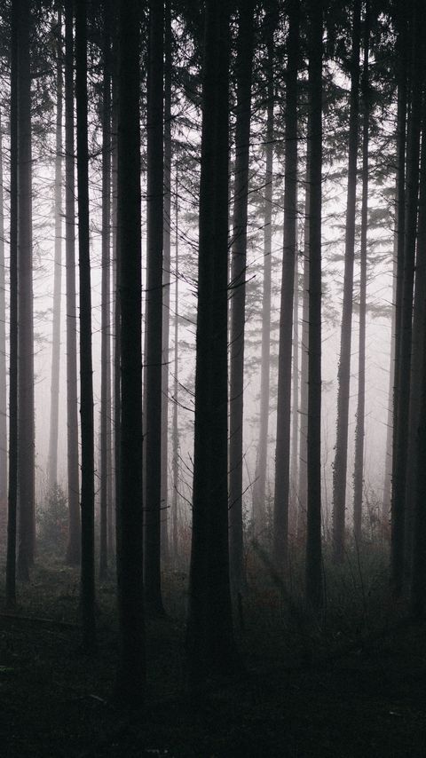 Download wallpaper 2160x3840 forest, trees, fog, darkness, nature samsung galaxy s4, s5, note, sony xperia z, z1, z2, z3, htc one, lenovo vibe hd background