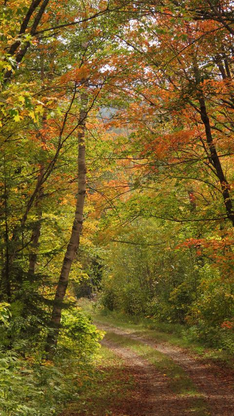 Download wallpaper 2160x3840 forest, trees, leaves, path, landscape samsung galaxy s4, s5, note, sony xperia z, z1, z2, z3, htc one, lenovo vibe hd background