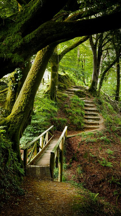 Download wallpaper 2160x3840 forest, trees, moss, stairs, nature, green samsung galaxy s4, s5, note, sony xperia z, z1, z2, z3, htc one, lenovo vibe hd background