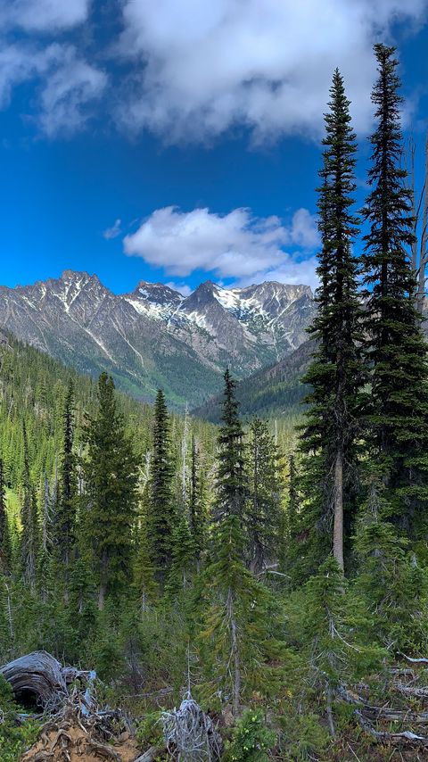 Download wallpaper 2160x3840 forest, trees, mountains, nature, landscape samsung galaxy s4, s5, note, sony xperia z, z1, z2, z3, htc one, lenovo vibe hd background