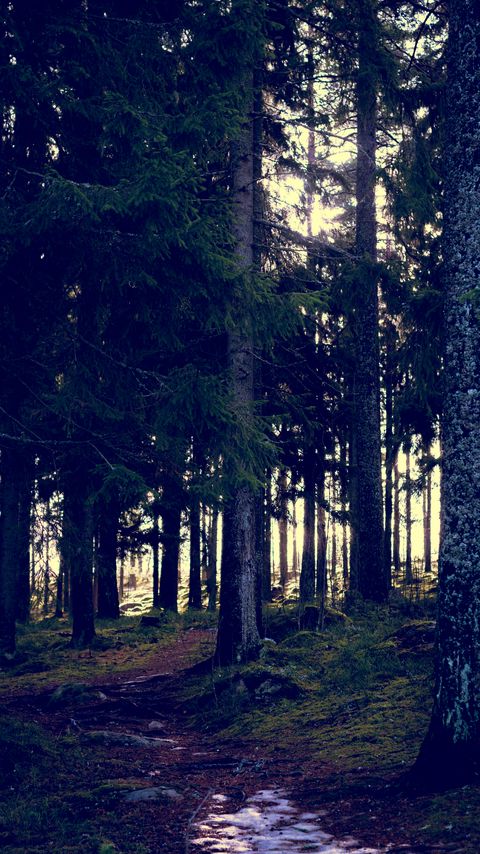 Download wallpaper 2160x3840 forest, trees, path, spring, nature samsung galaxy s4, s5, note, sony xperia z, z1, z2, z3, htc one, lenovo vibe hd background