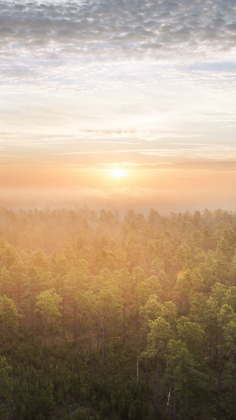 Download wallpaper 2160x3840 forest, trees, sun, light, nature, aerial view samsung galaxy s4, s5, note, sony xperia z, z1, z2, z3, htc one, lenovo vibe hd background