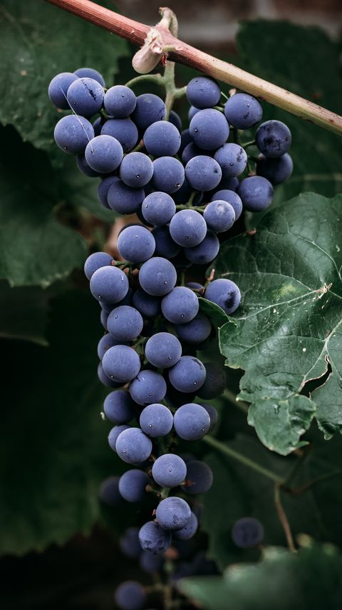 Download wallpaper 2160x3840 grapes, bunch, berries, macro samsung galaxy s4, s5, note, sony xperia z, z1, z2, z3, htc one, lenovo vibe hd background