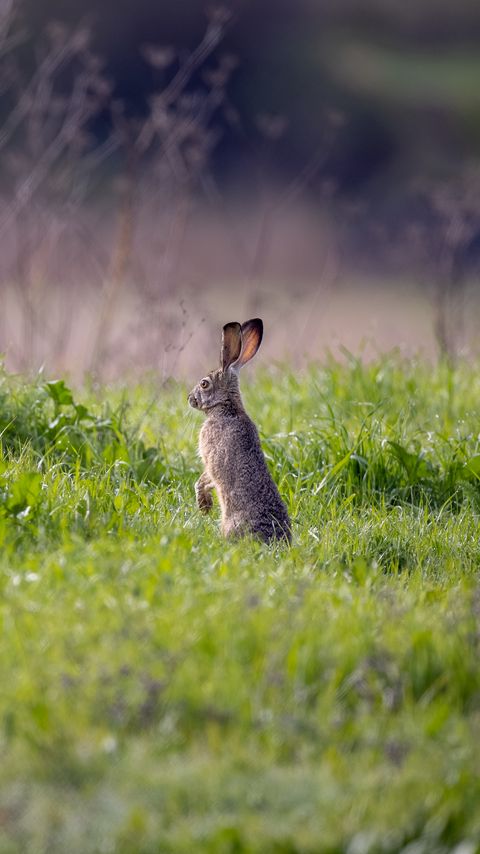 Download wallpaper 2160x3840 hare, animal, ears, grass, wildlife samsung galaxy s4, s5, note, sony xperia z, z1, z2, z3, htc one, lenovo vibe hd background