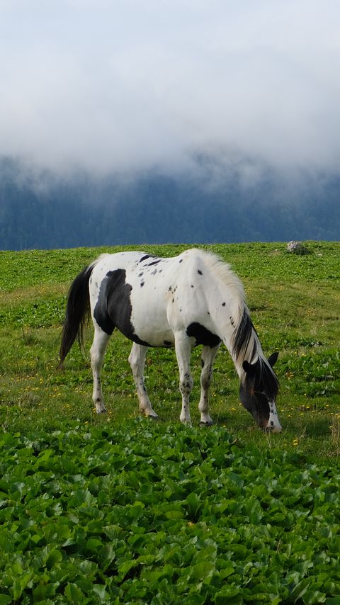 Download wallpaper 2160x3840 horse, animal, grass, field, nature samsung galaxy s4, s5, note, sony xperia z, z1, z2, z3, htc one, lenovo vibe hd background