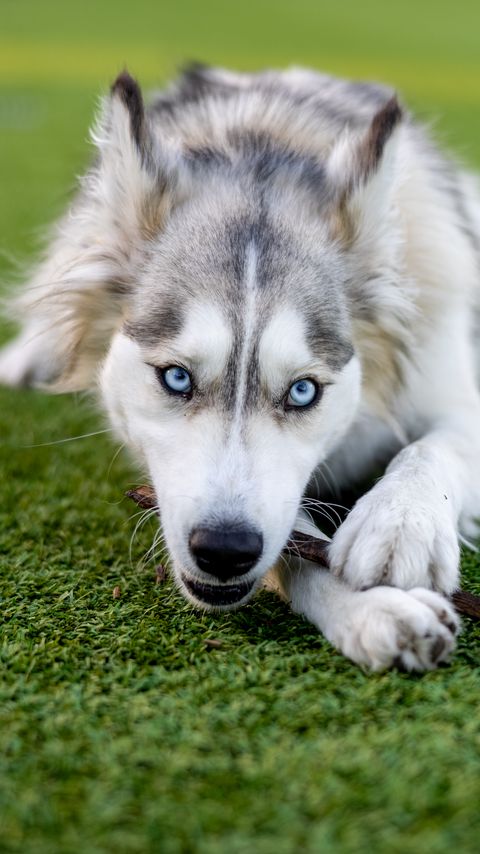 Download wallpaper 2160x3840 husky, dog, pet, play samsung galaxy s4, s5, note, sony xperia z, z1, z2, z3, htc one, lenovo vibe hd background