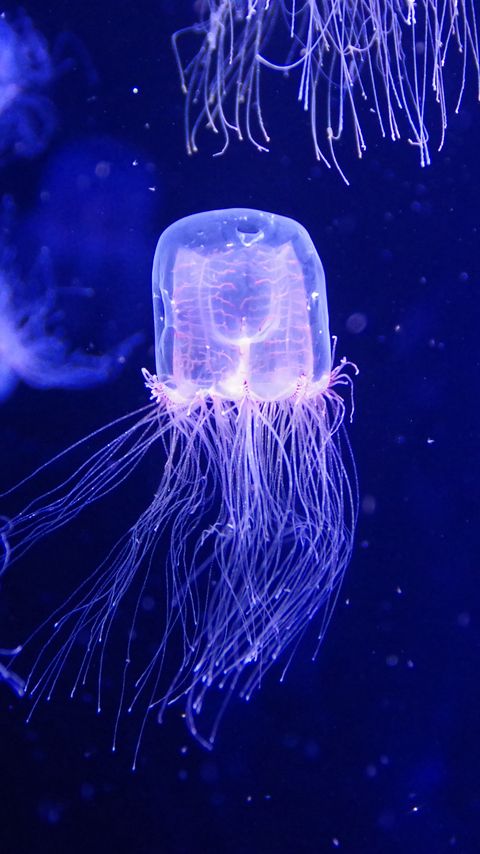 Download wallpaper 2160x3840 jellyfish, water, underwater, blue, macro samsung galaxy s4, s5, note, sony xperia z, z1, z2, z3, htc one, lenovo vibe hd background