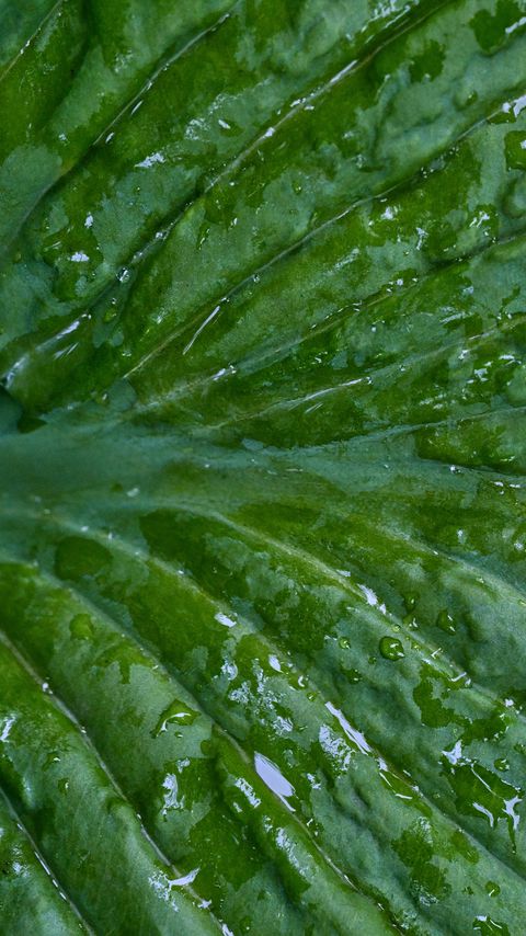 Download wallpaper 2160x3840 leaf, folds, drops, water, macro, green samsung galaxy s4, s5, note, sony xperia z, z1, z2, z3, htc one, lenovo vibe hd background