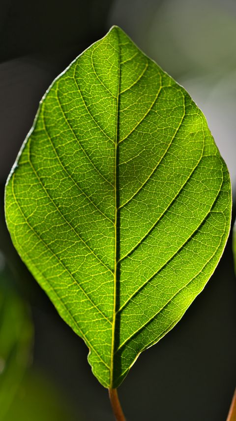 Download wallpaper 2160x3840 leaf, green, macro, veins samsung galaxy s4, s5, note, sony xperia z, z1, z2, z3, htc one, lenovo vibe hd background