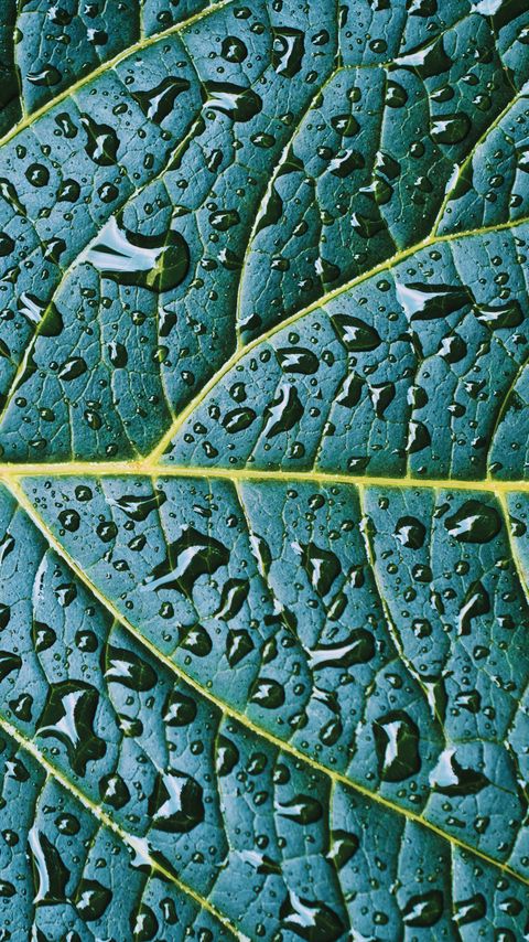 Download wallpaper 2160x3840 leaf, veins, drops, wet, macro, green samsung galaxy s4, s5, note, sony xperia z, z1, z2, z3, htc one, lenovo vibe hd background