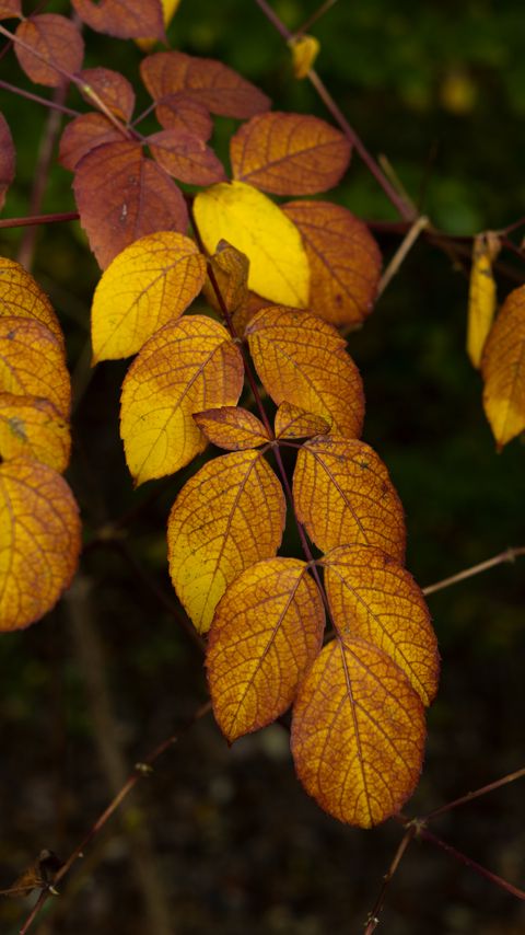 Download wallpaper 2160x3840 leaves, branch, autumn, macro samsung galaxy s4, s5, note, sony xperia z, z1, z2, z3, htc one, lenovo vibe hd background