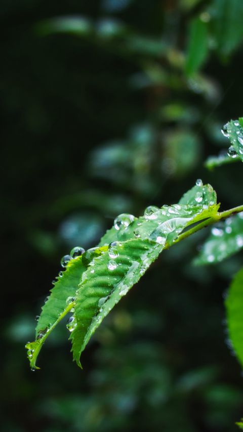 Download wallpaper 2160x3840 leaves, branch, drops, wet, macro, green samsung galaxy s4, s5, note, sony xperia z, z1, z2, z3, htc one, lenovo vibe hd background