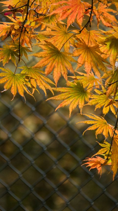 Download wallpaper 2160x3840 leaves, branches, fence, macro, autumn samsung galaxy s4, s5, note, sony xperia z, z1, z2, z3, htc one, lenovo vibe hd background