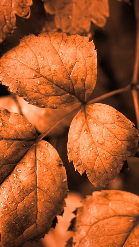 Download wallpaper 2160x3840 leaves, drops, autumn, brown, macro samsung galaxy s4, s5, note, sony xperia z, z1, z2, z3, htc one, lenovo vibe hd background