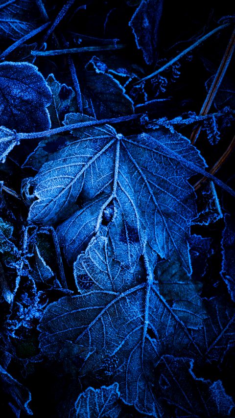 Download wallpaper 2160x3840 leaves, frost, blue, macro, dark samsung galaxy s4, s5, note, sony xperia z, z1, z2, z3, htc one, lenovo vibe hd background