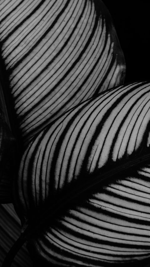 Download wallpaper 2160x3840 leaves, plant, stripes, macro, black and white samsung galaxy s4, s5, note, sony xperia z, z1, z2, z3, htc one, lenovo vibe hd background