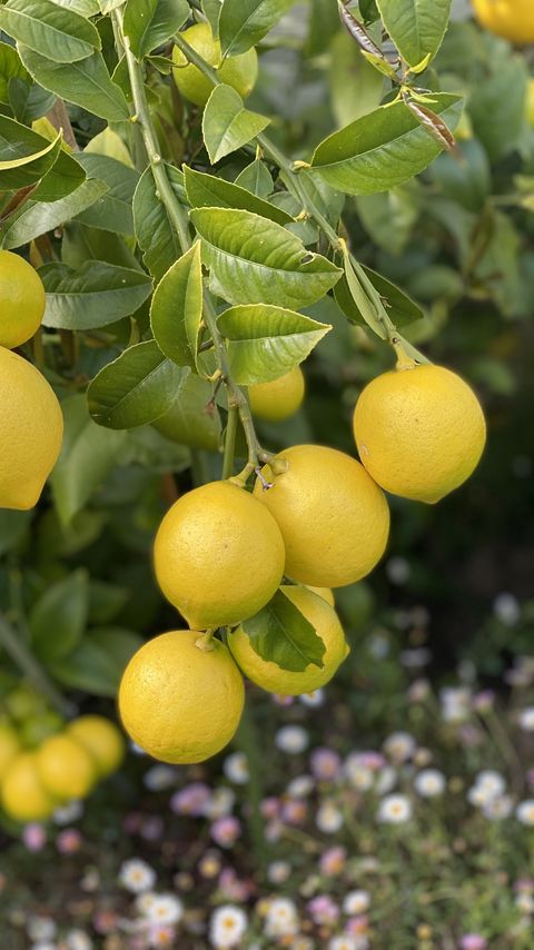 Download wallpaper 2160x3840 lemons, citrus, branches, leaves, macro samsung galaxy s4, s5, note, sony xperia z, z1, z2, z3, htc one, lenovo vibe hd background