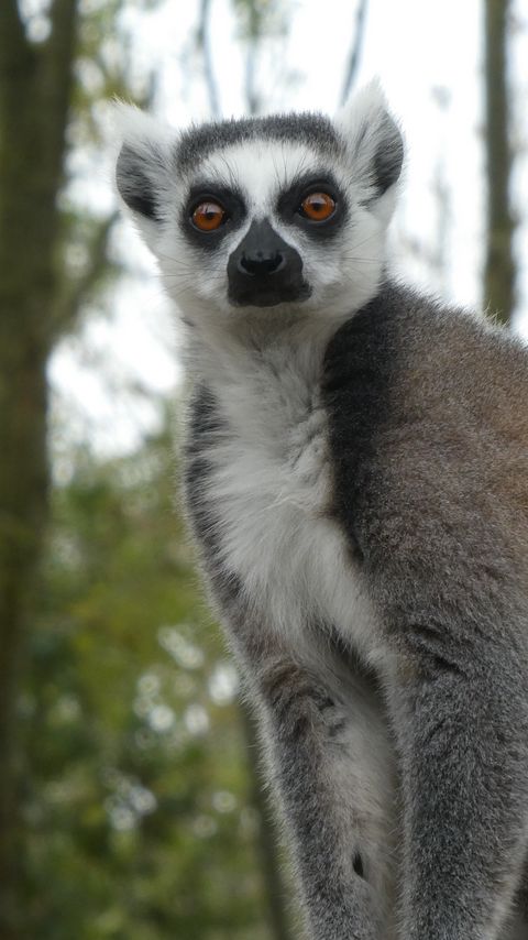 Download wallpaper 2160x3840 lemur, fluffy, animal, glance samsung galaxy s4, s5, note, sony xperia z, z1, z2, z3, htc one, lenovo vibe hd background