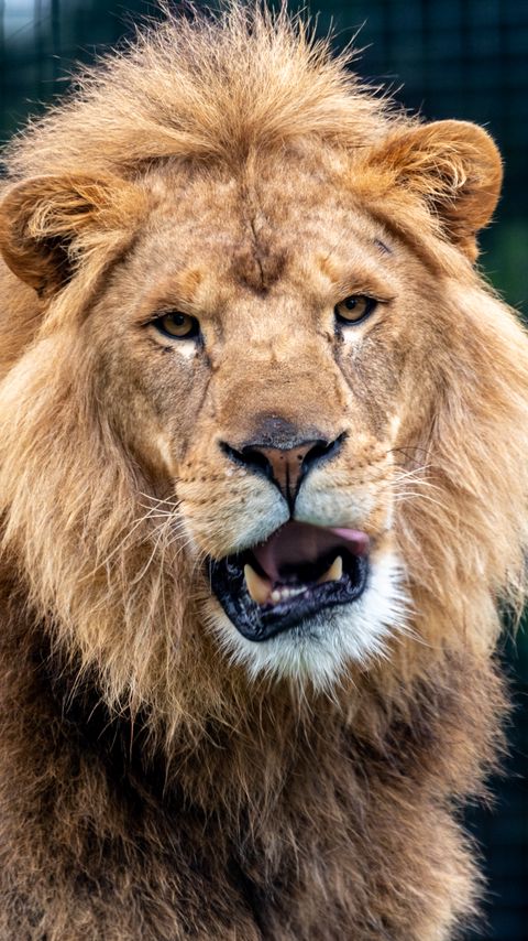 Download wallpaper 2160x3840 lion, predator, animal, big cat, glance samsung galaxy s4, s5, note, sony xperia z, z1, z2, z3, htc one, lenovo vibe hd background