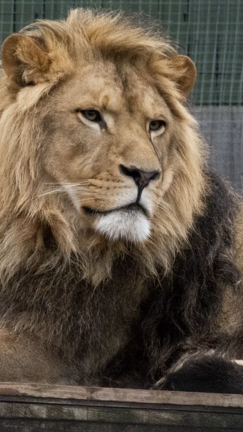 Download wallpaper 2160x3840 lion, predator, glance, big cat samsung galaxy s4, s5, note, sony xperia z, z1, z2, z3, htc one, lenovo vibe hd background