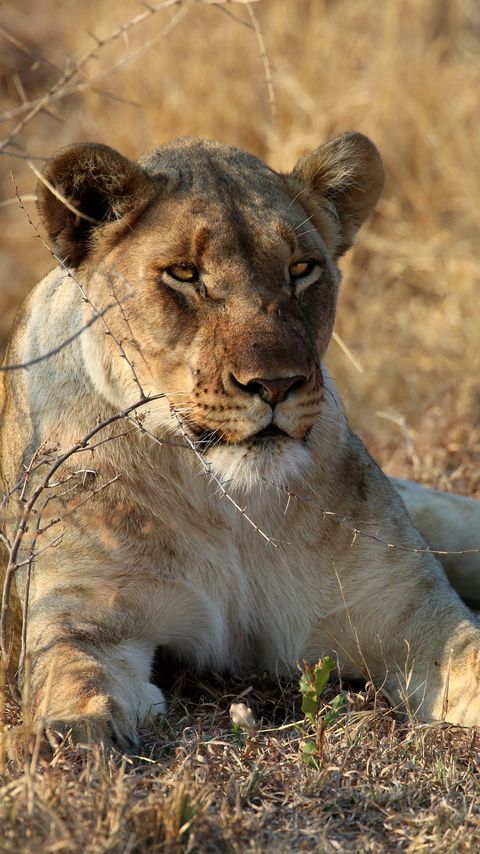 Download wallpaper 2160x3840 lioness, animal, predator, big cat, wildlife samsung galaxy s4, s5, note, sony xperia z, z1, z2, z3, htc one, lenovo vibe hd background