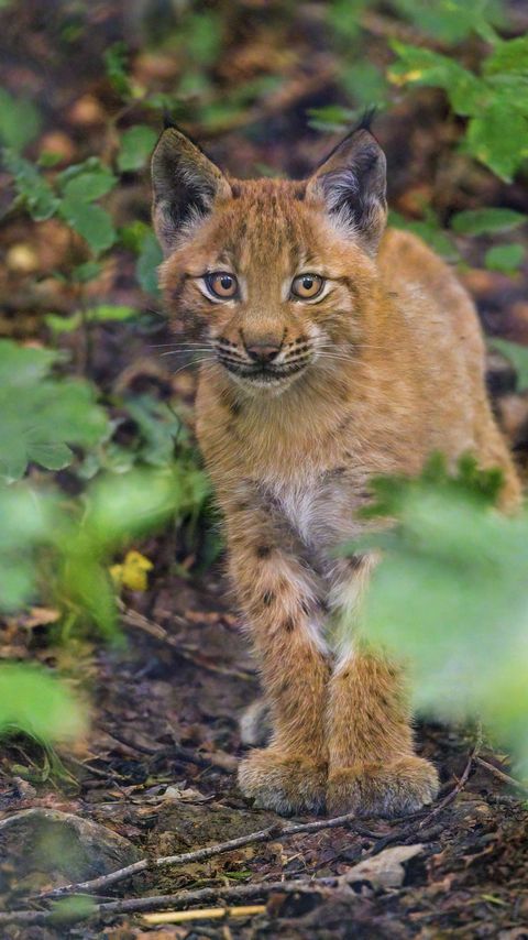 Download wallpaper 2160x3840 lynx, kitten, glance, animal, cute samsung galaxy s4, s5, note, sony xperia z, z1, z2, z3, htc one, lenovo vibe hd background