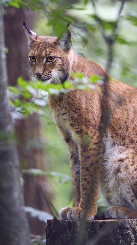 Download wallpaper 2160x3840 lynx, predator, animal, glance, wildlife, big cat samsung galaxy s4, s5, note, sony xperia z, z1, z2, z3, htc one, lenovo vibe hd background