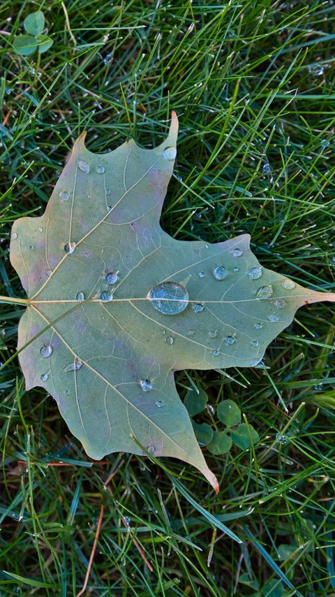 Download wallpaper 2160x3840 maple leaf, leaf, drops, macro, green samsung galaxy s4, s5, note, sony xperia z, z1, z2, z3, htc one, lenovo vibe hd background