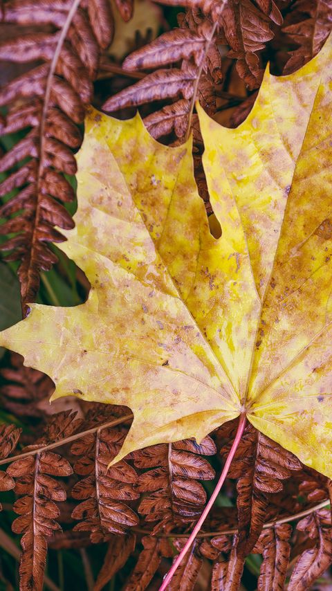 Download wallpaper 2160x3840 maple leaf, leaves, autumn, macro samsung galaxy s4, s5, note, sony xperia z, z1, z2, z3, htc one, lenovo vibe hd background