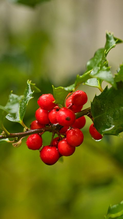 Download wallpaper 2160x3840 mistletoe, berries, branch, leaves, macro samsung galaxy s4, s5, note, sony xperia z, z1, z2, z3, htc one, lenovo vibe hd background