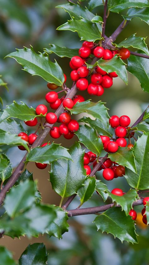 Download wallpaper 2160x3840 mistletoe, berries, branches, leaves, macro samsung galaxy s4, s5, note, sony xperia z, z1, z2, z3, htc one, lenovo vibe hd background