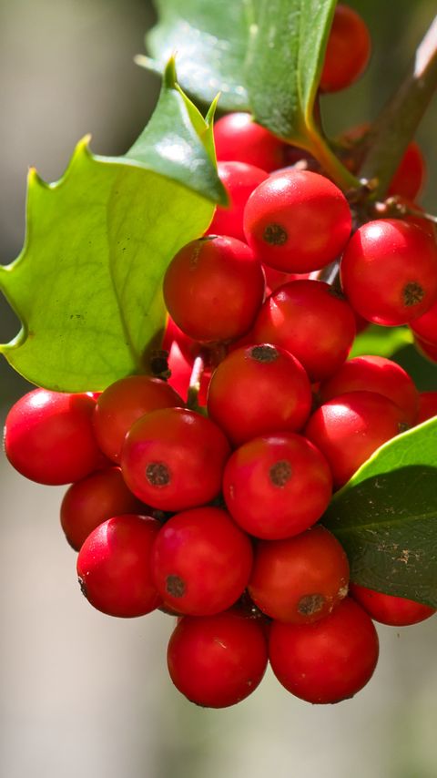 Download wallpaper 2160x3840 mistletoe, berries, leaves, red, macro samsung galaxy s4, s5, note, sony xperia z, z1, z2, z3, htc one, lenovo vibe hd background