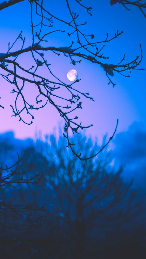 Download wallpaper 2160x3840 moon, branches, trees, twilight, purple, dark samsung galaxy s4, s5, note, sony xperia z, z1, z2, z3, htc one, lenovo vibe hd background