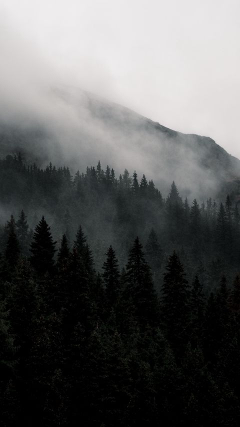 Download wallpaper 2160x3840 mountain, forest, fog, nature, landscape samsung galaxy s4, s5, note, sony xperia z, z1, z2, z3, htc one, lenovo vibe hd background