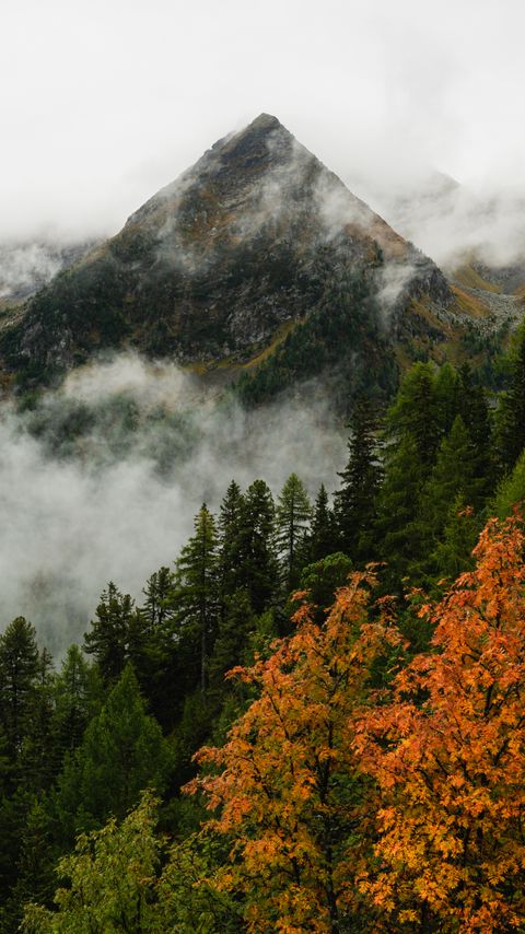 Download wallpaper 2160x3840 mountain, forest, trees, fog, autumn, aerial view samsung galaxy s4, s5, note, sony xperia z, z1, z2, z3, htc one, lenovo vibe hd background