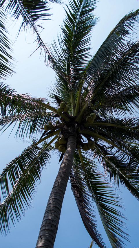 Download wallpaper 2160x3840 palm tree, tree, coconuts, sky, tropics samsung galaxy s4, s5, note, sony xperia z, z1, z2, z3, htc one, lenovo vibe hd background