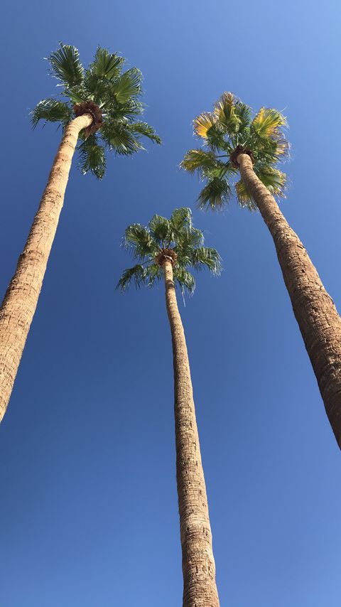 Download wallpaper 2160x3840 palms, trees, sky, bottom view, minimalism samsung galaxy s4, s5, note, sony xperia z, z1, z2, z3, htc one, lenovo vibe hd background