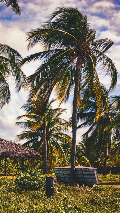 Download wallpaper 2160x3840 palms, trees, tropics, landscape samsung galaxy s4, s5, note, sony xperia z, z1, z2, z3, htc one, lenovo vibe hd background