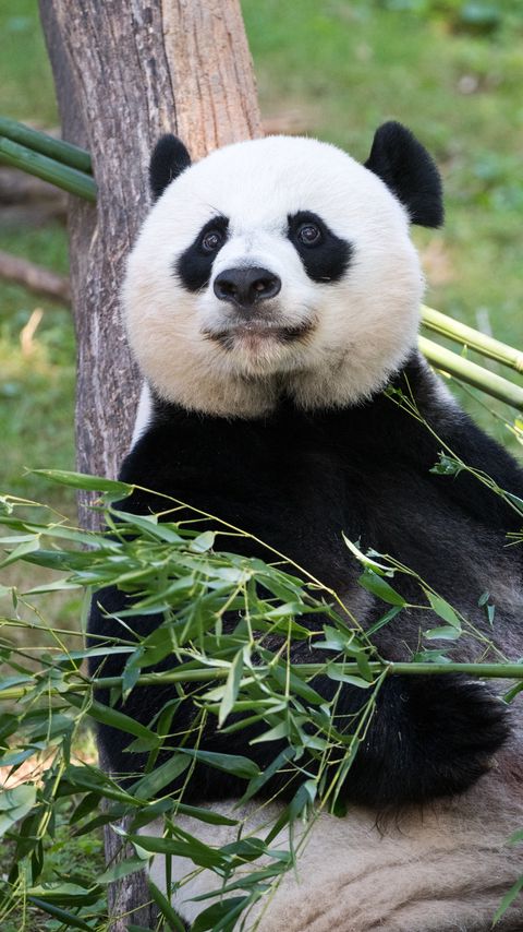 Download wallpaper 2160x3840 panda, animal, bamboo, stem samsung galaxy s4, s5, note, sony xperia z, z1, z2, z3, htc one, lenovo vibe hd background