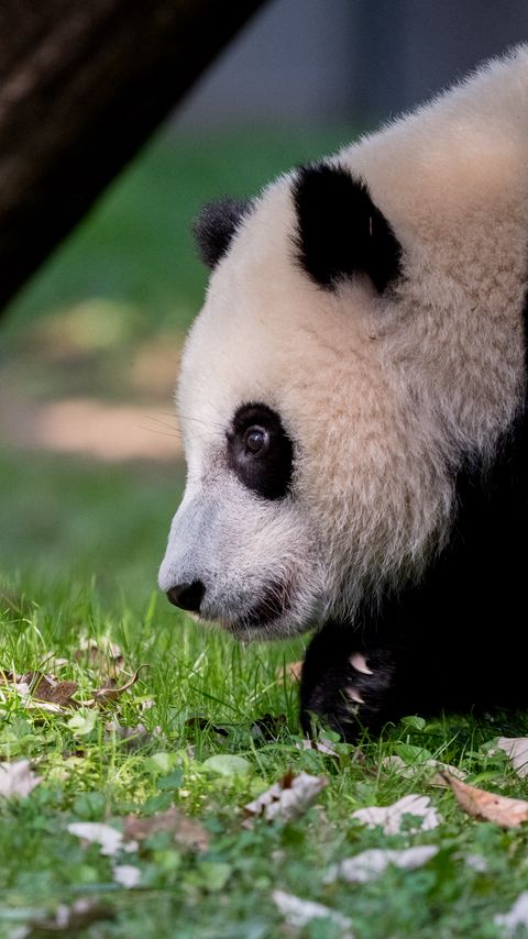 Download wallpaper 2160x3840 panda, animal, fluffy, glance samsung galaxy s4, s5, note, sony xperia z, z1, z2, z3, htc one, lenovo vibe hd background