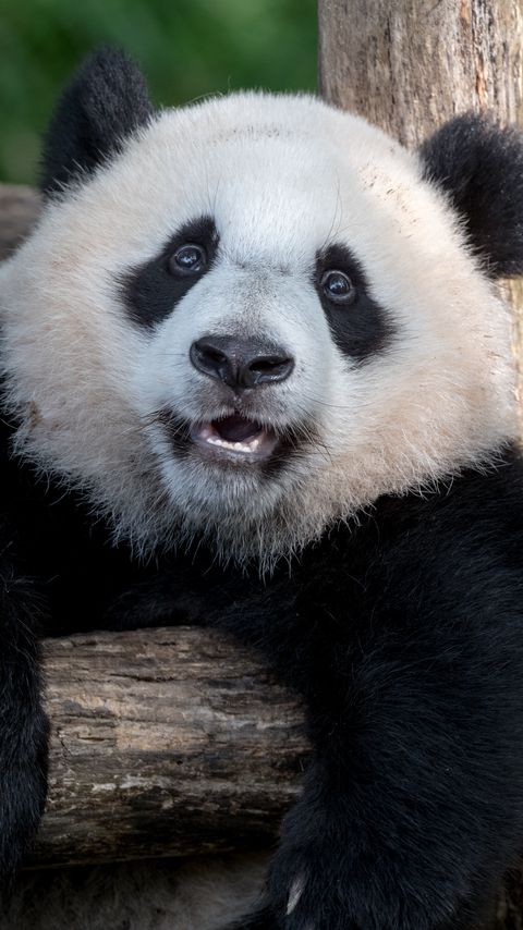 Download wallpaper 2160x3840 panda, animal, furry samsung galaxy s4, s5, note, sony xperia z, z1, z2, z3, htc one, lenovo vibe hd background