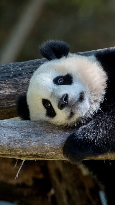 Download wallpaper 2160x3840 panda, animal, furry, logs samsung galaxy s4, s5, note, sony xperia z, z1, z2, z3, htc one, lenovo vibe hd background