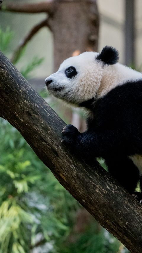 Download wallpaper 2160x3840 panda, animal, glance, trees samsung galaxy s4, s5, note, sony xperia z, z1, z2, z3, htc one, lenovo vibe hd background