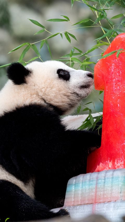 Download wallpaper 2160x3840 panda, animal, nature reserve, cute samsung galaxy s4, s5, note, sony xperia z, z1, z2, z3, htc one, lenovo vibe hd background